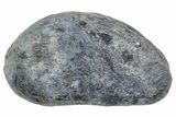 Large Fossil Whale Ear Bone - South Carolina #352634-1